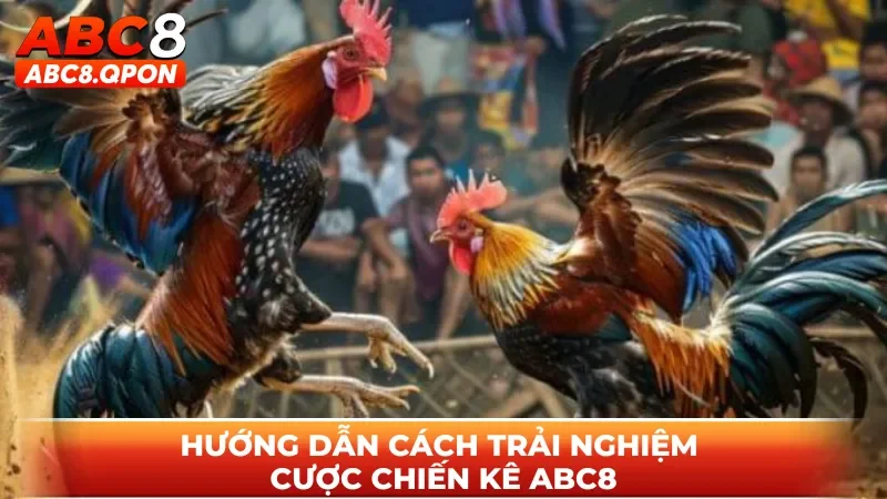 Hướng dẫn cách trải nghiệm cược chiến kê ABC8